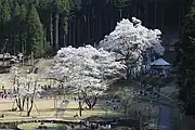 薄墨桜（2018年4月、展望台より）