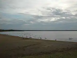 白鳥が飛来したウトナイ湖(2005年10月)