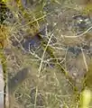 水中に伸び出した茎と水中葉