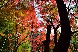 紅葉