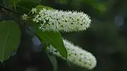 花 (5月、箱根)