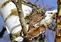 スズメフクロウG. passerinum