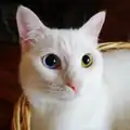 大人