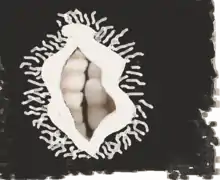 ヴァギナ・デンタタのイメージ画像