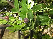 果実（12月）