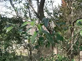 シャシャンボ