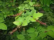 花序（6月）