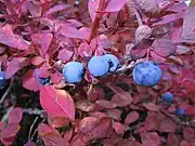 葉は赤く紅葉する。