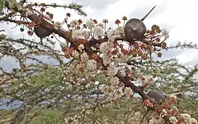 花。ナニュキ近郊にて。