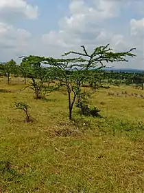 全体。ケニアのナニュキ（Nanyuki）近郊にて。
