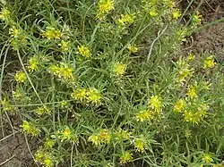 Vahlia capensis