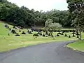 メモリアルパークにある日本式の墓