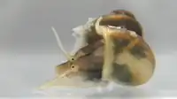 Valvata piscinalis