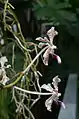 ヒョウモンランVanda tricolor
