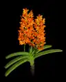 Small orchid Vanda garayi in bloom.Vanda garayi