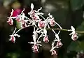 コウトウヒスイランVanda lamellata