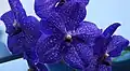 Vanda 'Pachara Delight'