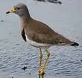 ケリV. cinereus