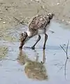 昆虫を採食中の雛