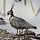 タゲリV. vanellus