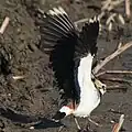 翼をひろげた様子