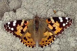 ヒメアカタテハVanessa cardui(タテハチョウ族(Nymphalini))