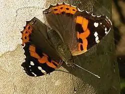Vanessa indica
