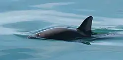 コガシラネズミイルカ