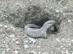 サバンナオオトカゲ
