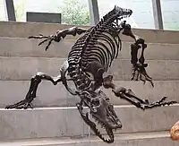 メルボルン博物館に展示されているメガラニアの全身骨格