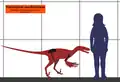 人間との大きさ比較