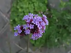 Verbena bonariensis