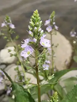オオカワヂシャ花冠は淡紫色で濃紫色の脈がある。