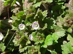 Veronica polita var. lilacina