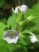 花。