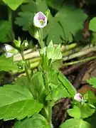 花柄に軟毛がやや密に生える。果実は菱型になる。