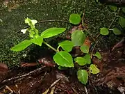 茎は横にはって、茎先は斜上する。茎に開出する軟毛がやや蜜に生える。