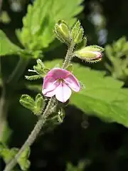 花冠は皿形になり、深く4裂し、淡紅紫色になる。