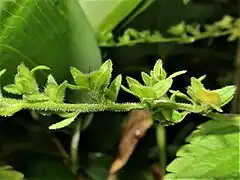 果実は蒴果となり、倒心形で平たく、先端はへこみ、縁に毛が生え、萼片より少し短い。