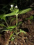 上の葉は大きく、茎に曲がった毛が散生する。