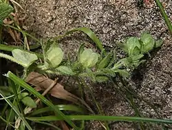蒴果に果柄があり、蒴果の先端はへこむ。