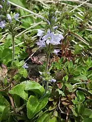 花柄、花軸ともに柔らかい腺毛が生える。花冠は青紫色。