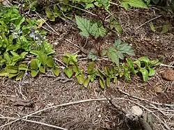 茎はつる状に這って伸び、葉は対生する。