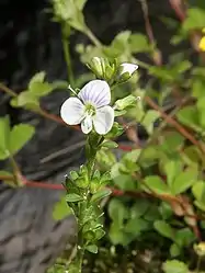 テングクワガタと比べると花は小さく、花柄や花軸に長い腺毛がない。（栃木県日光市）