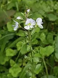 花柄、花軸ともに短毛と長い腺毛が生える。花冠は淡青紫色で紫色の条がある。