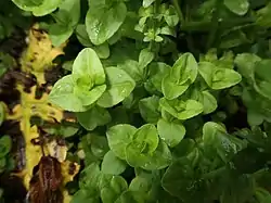 茎の下部と花序が立っていない株。