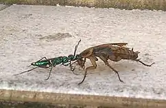 本種と捕獲されたゴキブリ。切断して短くなった触角を本種が咥えて引っ張っている。それに反応してゴキブリは自らの脚で歩くが、本種が選択的に残した体性反射を利用され、動かされているにすぎない。