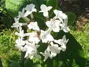 花冠筒部が長いことから「丁字」（ちょうじ）という。
