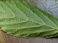 コバノガマズミの葉裏