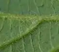 ダニ室の部分毛束型